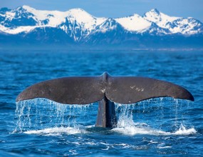 뉴질랜드 남섬 최대의 자연과 고래를 직접보며 바다가재(판매용 예약제)도 즐겨보세요.